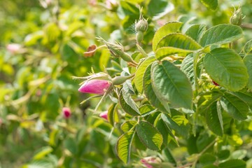 Pink Kazanlak Damascena rose, oil-bearing flowering shrub plant, the famous fragrance of Bulgarian Rose Oil distillated for perfumery and rose water, rose otto essence. Bulgaria, the Valley of Roses.