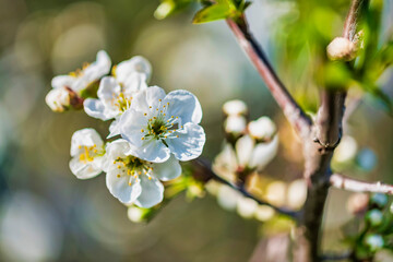 Spring. Explosion of life in the nature and in the ancient villages.