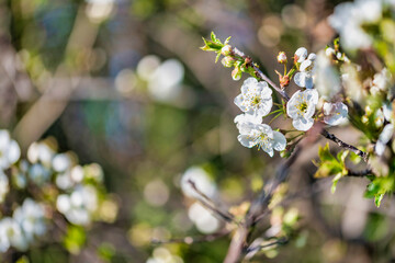 Spring. Explosion of life in the nature and in the ancient villages.