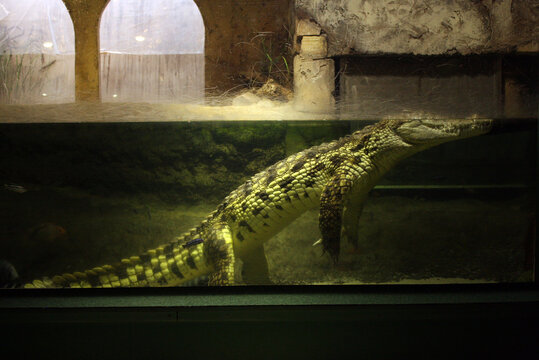 Alligator on a zoo