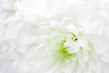 Macro of white chrysanthemum flower. Template for bridal or baptism invitation card.