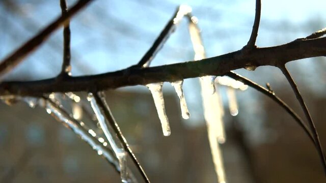 Icicles on a branch warm bright sunny spring day. Melting icicle on a blue sky and city background. Slow motion close up panorama.