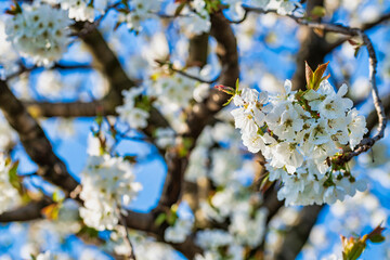 Spring. Explosion of life in the nature and in the ancient villages.