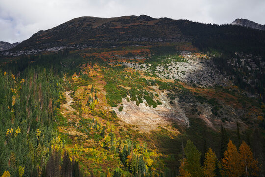 The remains of a clear cut forest.