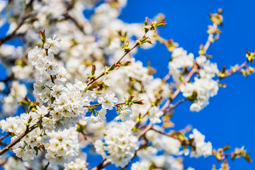Spring. Explosion of life in the nature and in the ancient villages.