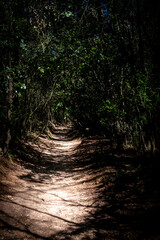 a wild dirt path in the middle of unspoiled nature in the hinterland of the Ligurian coast