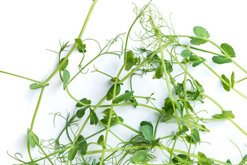 bunch of freshly cut green pea sprouts micro greens