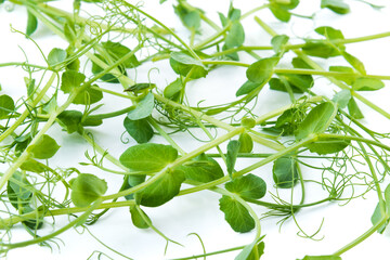 bunch of freshly cut green pea sprouts micro greens