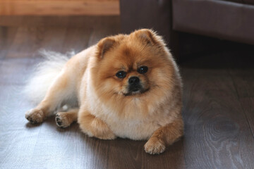 Pomeranian spitz Dog close-up portrait