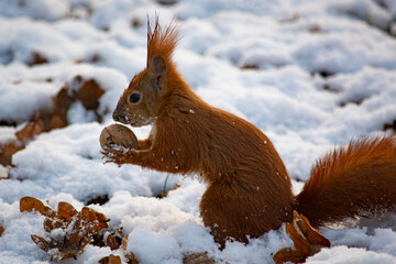 ruda wiewiórka 