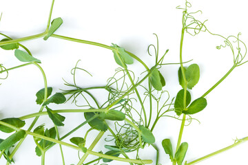 Fototapeta na wymiar bunch of freshly cut green pea sprouts micro greens