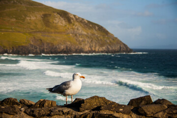 Fototapeta na wymiar Spring landscape and seagull in the lands of Ireland