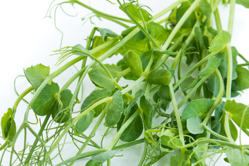 bunch of freshly cut green pea sprouts micro greens