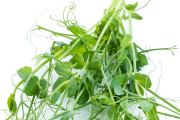 bunch of freshly cut green pea sprouts micro greens