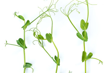 pea sprouts with tendrils lying flat