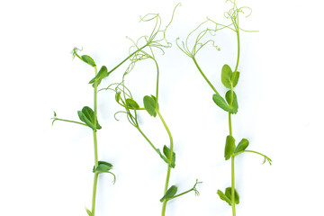 Fototapeta na wymiar pea sprouts with tendrils lying flat