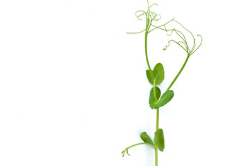 single pea sprout with tendrils lying flat on white background
