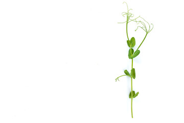 single pea sprout with tendrils lying flat on white background - obrazy, fototapety, plakaty
