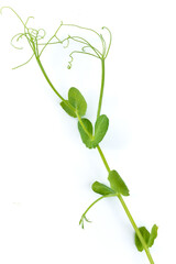 single pea sprout with tendrils lying flat on white background