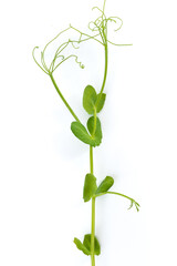 single pea sprout with tendrils lying flat on white background