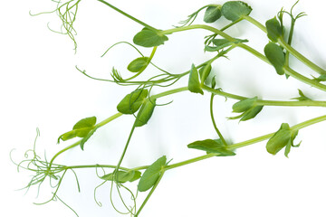 pea sprouts with tendrils lying flat
