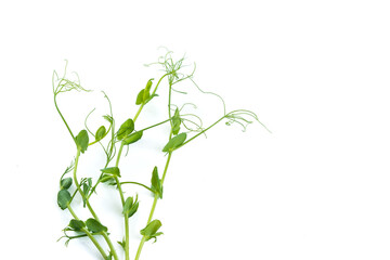 pea sprouts with tendrils lying flat