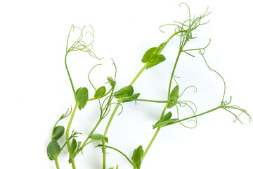 pea sprouts with tendrils lying flat