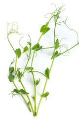 pea sprouts with tendrils lying flat