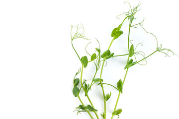 pea sprouts with tendrils lying flat