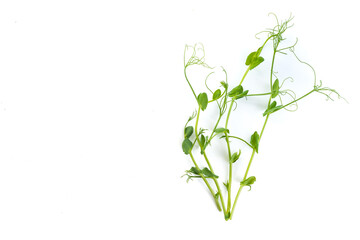 pea sprouts with tendrils lying flat