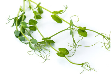 pea sprouts with tendrils lying flat
