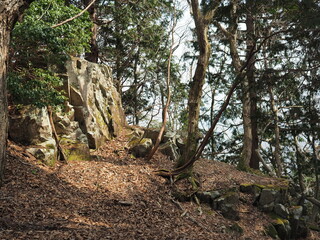 森と岩