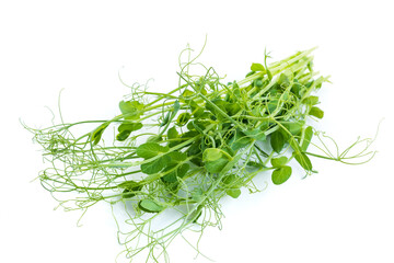 bunch of freshly cut green pea sprouts micro greens