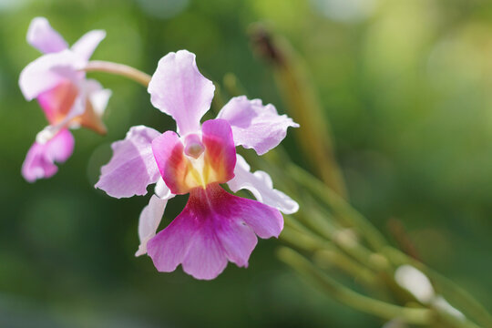 Papilionanthe Miss Joaquim is hybrids of orchids. also known as Vanda Miss Joaquim at Singapore. Papilionanthe hookeriana, It is one of the parent species of the hybrid Vanda 'Miss Joaquim'