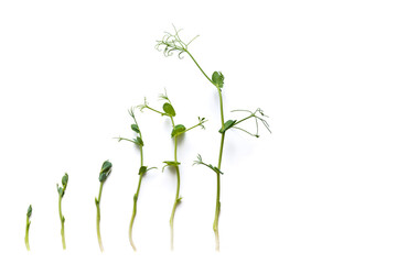 micro greens pea shoots in different grown stages lined up in a row against a white background.