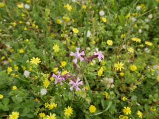 Small fragrant lilac storksbill flowers in a meadow on a sunny spring day. Vegetable raw materials for the manufacture of medicines.
