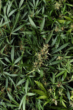 Cannabis plant pattern