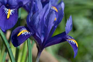 Iris Reticulata Harmony in flower in a garden, in spring, United Kingdom