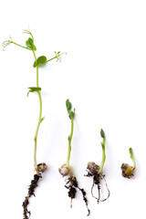 pea sprouts in different growth stage