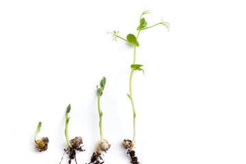 pea sprouts in different growth stage