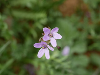 Small fragrant lilac storksbill flowers in a meadow on a sunny spring day. Vegetable raw materials for the manufacture of medicines.