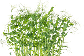 young pea plants on white background