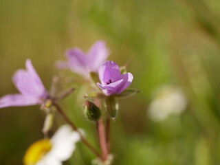 Small fragrant lilac storksbill flowers in a meadow on a sunny spring day. Vegetable raw materials for the manufacture of medicines.