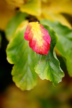 Parrotia persica tree in fall