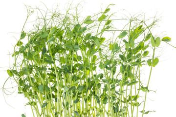 young pea plants on white background