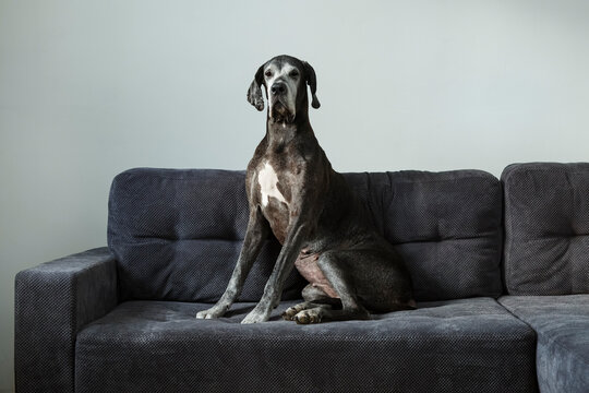 Great Dane dog sitting on sofa at home