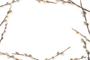 Frame with fluffy pussywillow flowers buds for easter isolated on white background