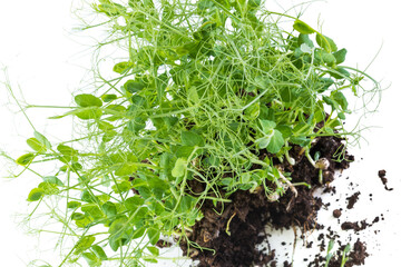 Pea micro greens sprouts, young pea shoots isolated on white