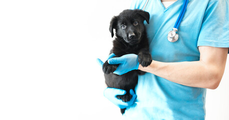 Adorable cute black puppy sitting at hands vet in hospital with doctors looking at camera. veteriner man holding shepherd in clinic on white background