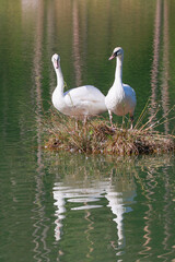  Höckerschwan (Cygnus olor)  Paar auf Nest im Wasser